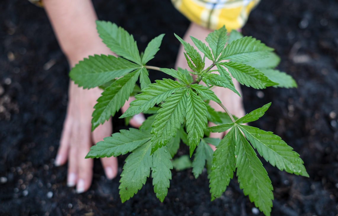 Planting Cannabis Outside